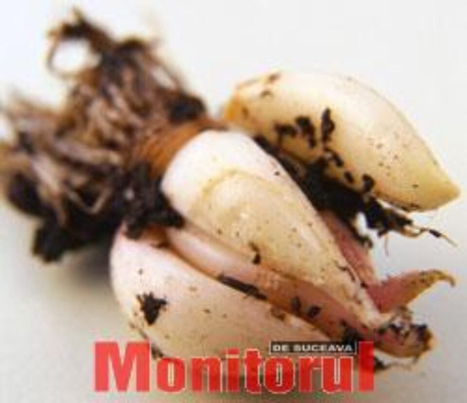 Usturoiul alungă gripa, tratează acneea, reglează nivelul de colesterol și tensiunea arterială