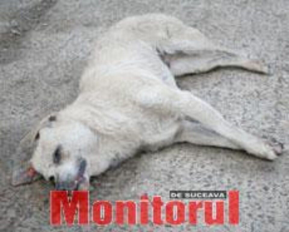 Câini otrăviți pe străzile din centrul Sucevei
