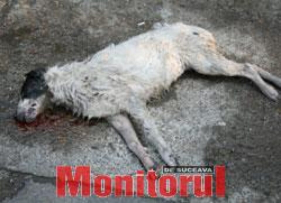 Câini otrăviți pe străzile din centrul Sucevei