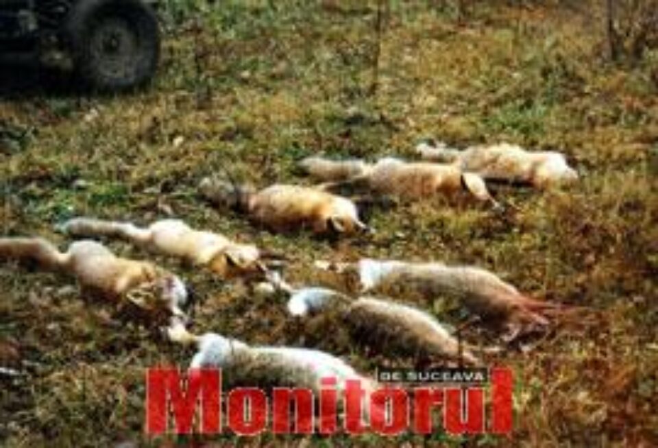 Vulpile din județ, împușcate pe capete de frica rabiei