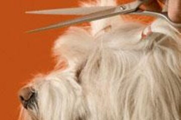 Câinii și pisicile sucevenilor, la răsfăț cu tratamente cosmetice