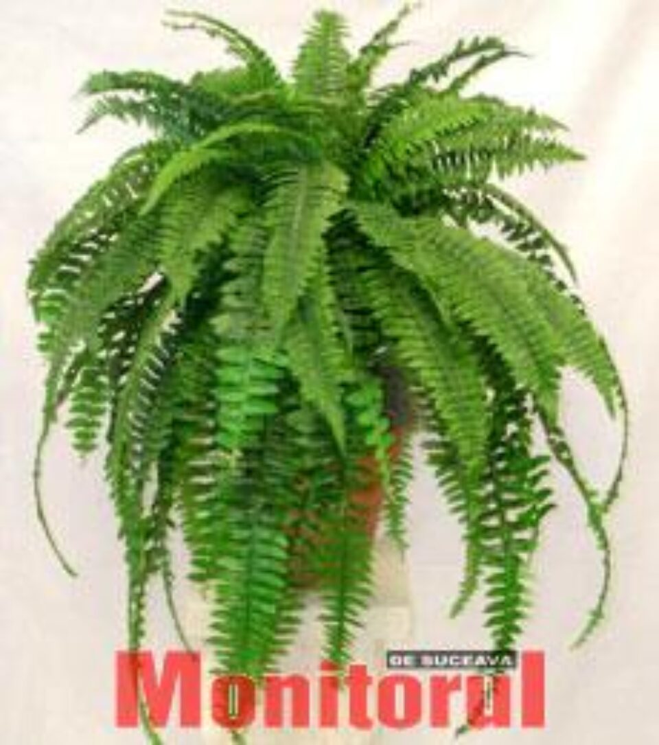 Feriga iubește umbra și umiditatea