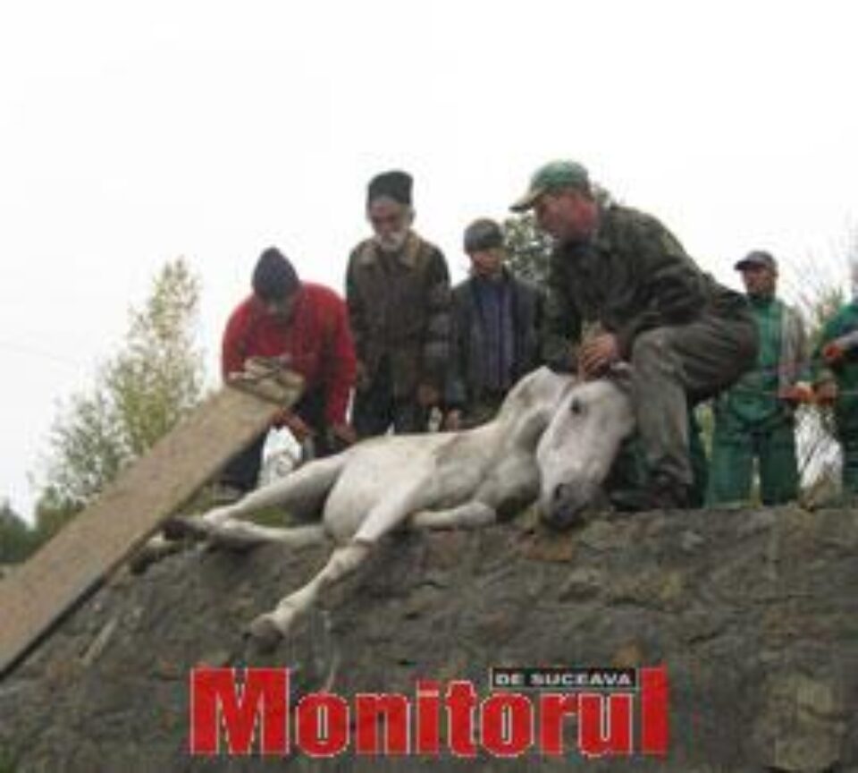 Un cal în agonie, abandonat pe marginea drumului