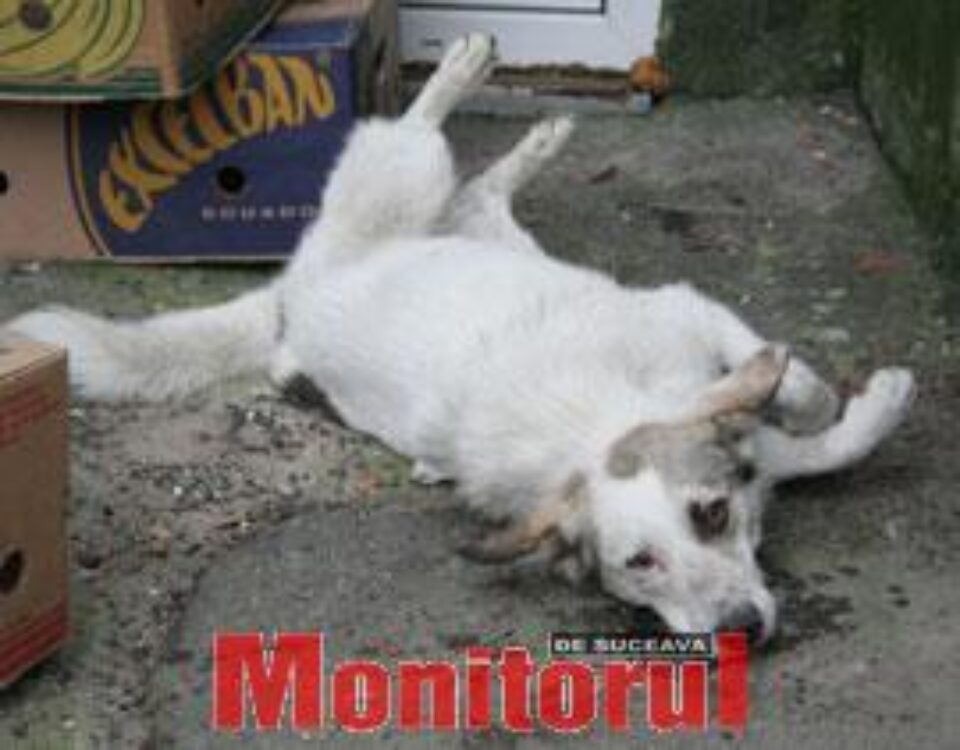 Hrănit cu carne şi otravă pentru şobolani