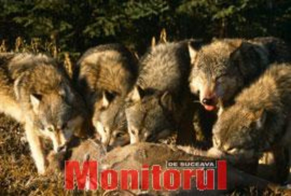 Lupi devorând prada Lupi devorând prada