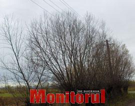 Copacii ating firele de înaltă tensiune