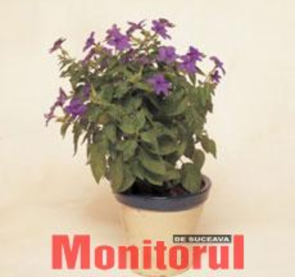 Browallia, un arbust frumos și rezistent Browallia, un arbust frumos și rezistent