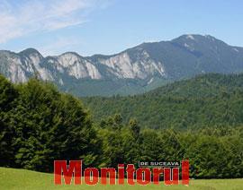 Sucevenii vor putea achiziţiona brazi de Crăciun la preţuri modice