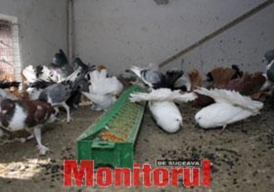 O colecţie impresionantă de porumbei