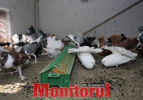 O colecţie impresionantă de porumbei