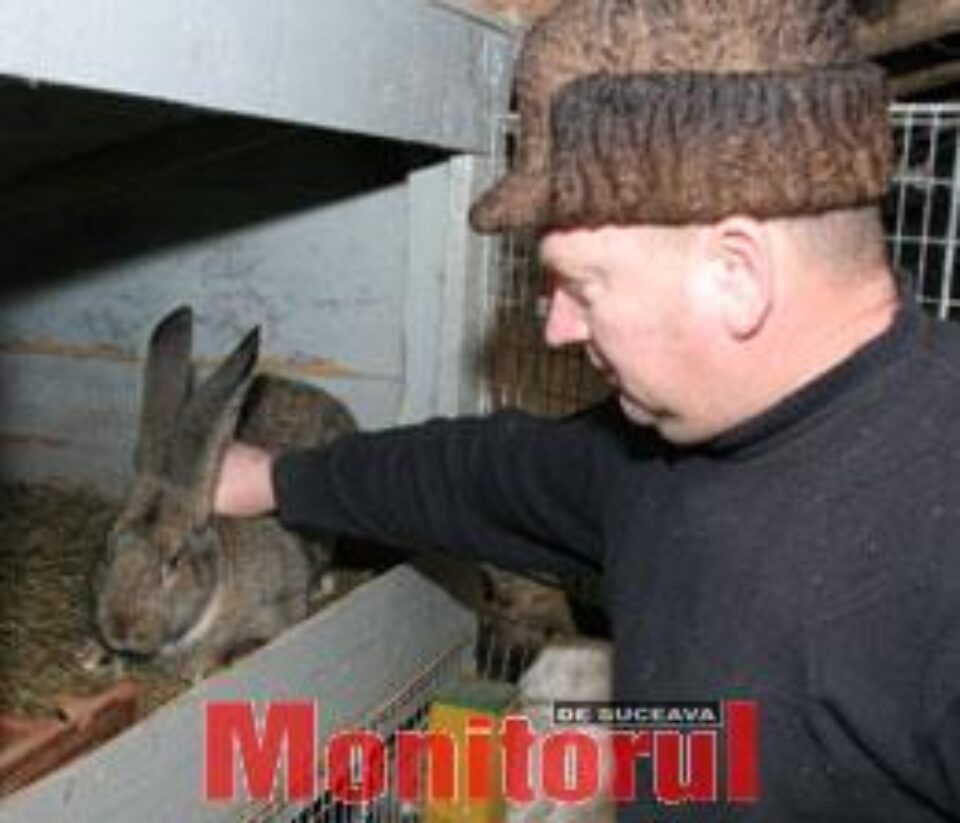 Dragoş Guliciuc creşte şi iepuri de rasă