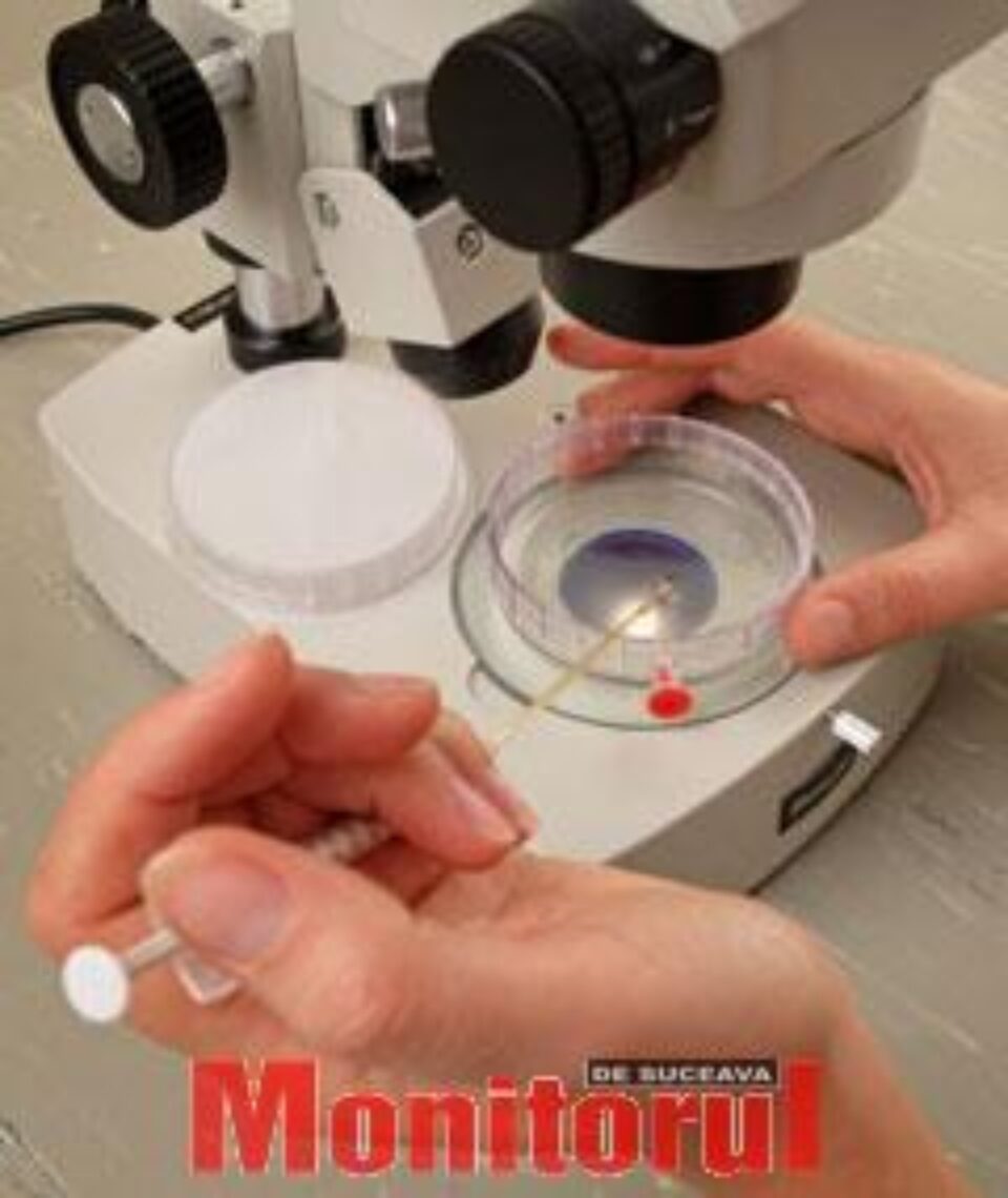 Celulele din pielea umană pot fi transformate în celule sușă