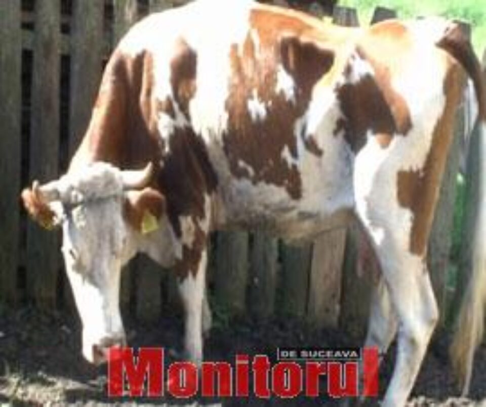 Bovină bolnavă de rabie Bovină bolnavă de rabie