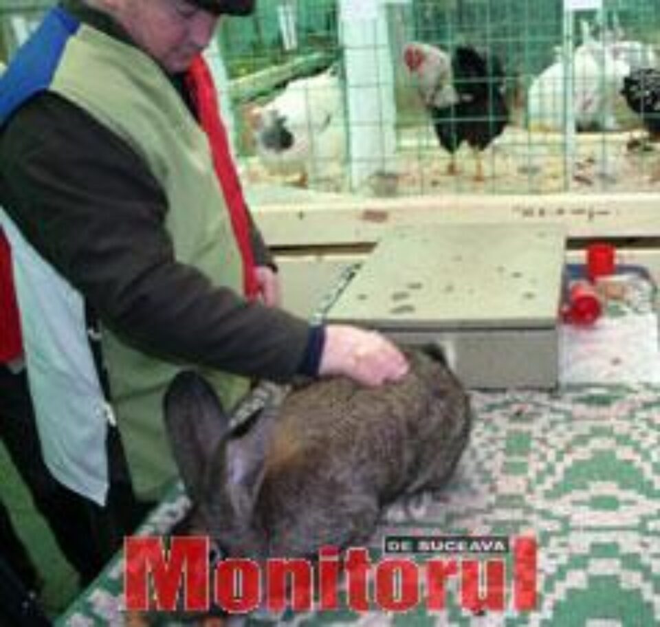 Ieri la prânz, iepurii uriaşi înscrişi la concurs intraseră pe mâna arbitrilor Ieri la prânz, iepurii uriaşi înscrişi la concurs intraseră pe mâna arbitrilor