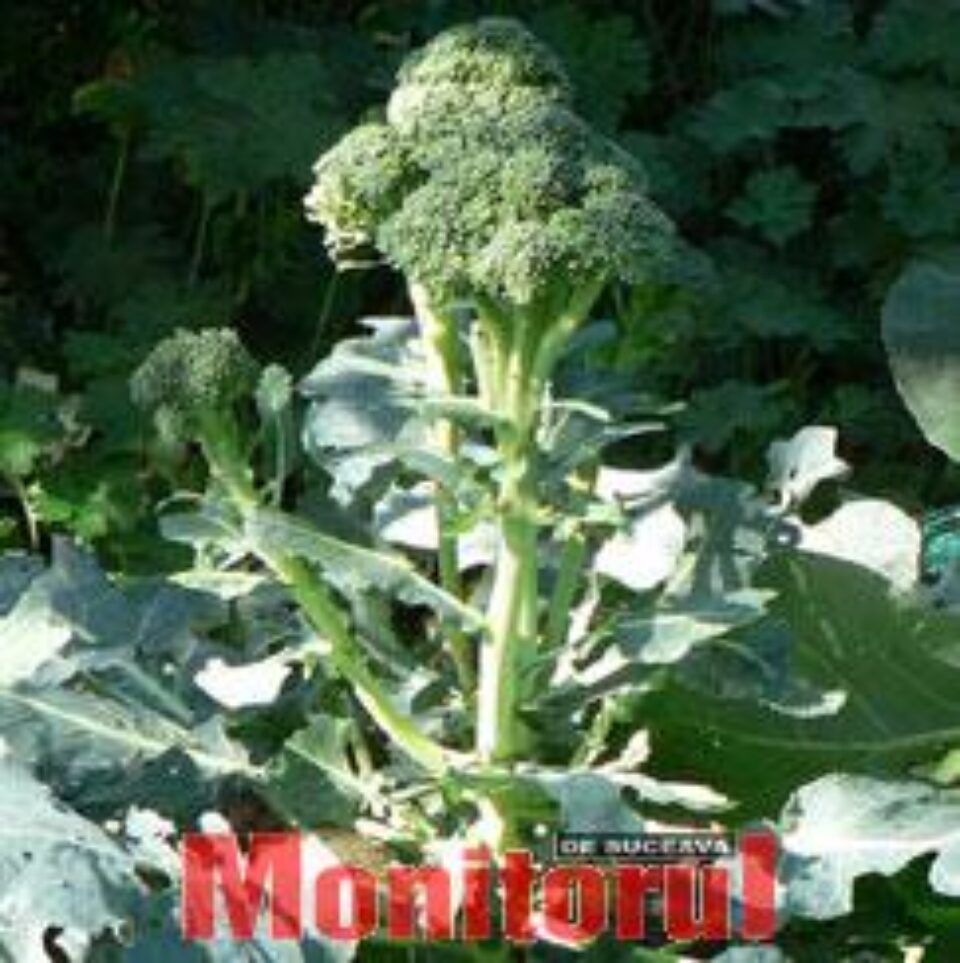 Broccoli pune cancerul pe fugă Broccoli pune cancerul pe fugă