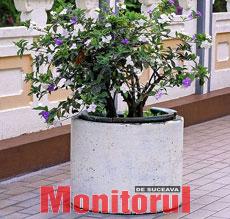 Brunfelsia, un arbust mereu verde