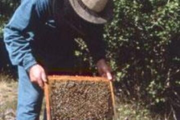 Din presa de altadata