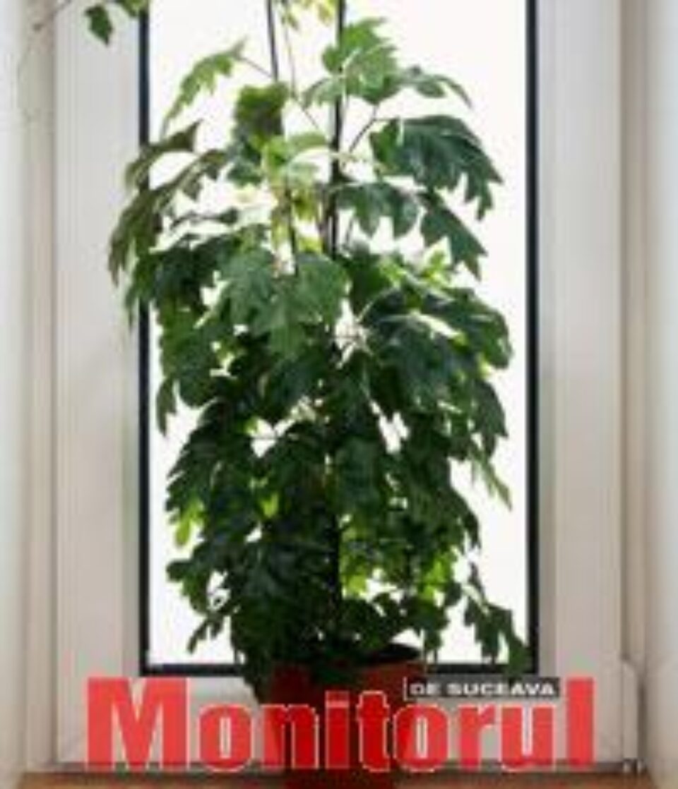 Cissus, vița de cameră Cissus, vița de cameră