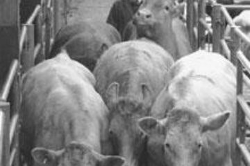 Din presa de altadata