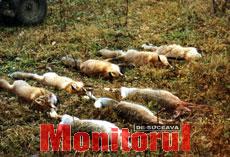 O mare parte din vulpi vor fi împuşcate până în primăvară