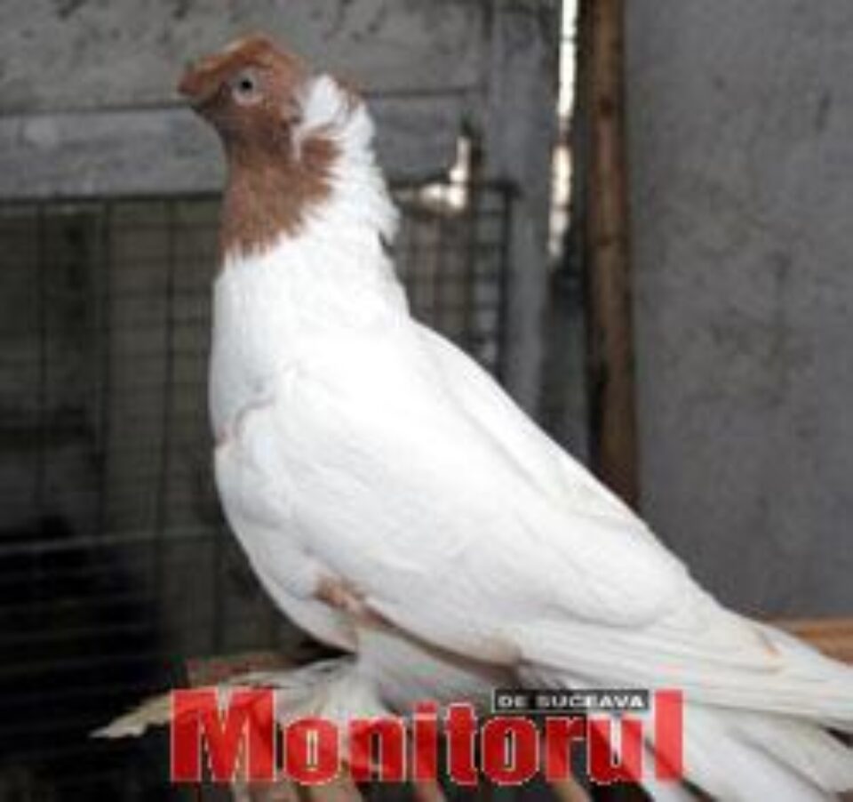 Expoziție columbofilă