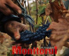 Reformarea viticulturii, cu bani de la UE