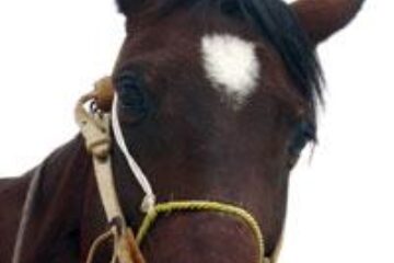 Din presa de altadata