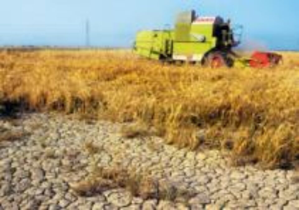 Seceta a făcut din 2007 unul dintre cei mai slabi ani agricoli de după ’90 Seceta a făcut din 2007 unul dintre cei mai slabi ani agricoli de după ’90