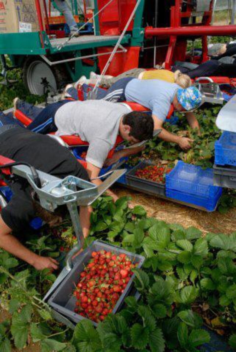 Marea Britanie și Irlanda de Nord: Românii și bulgarii, ceruți ca sezonieri în agricultură