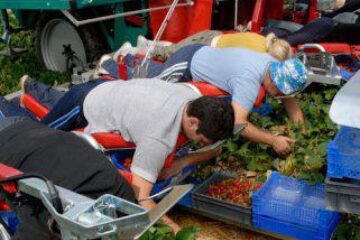 Marea Britanie și Irlanda de Nord: Românii și bulgarii, ceruți ca sezonieri în agricultură