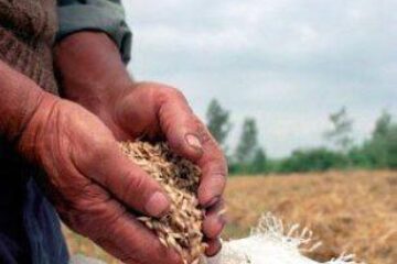 De săptămâna viitoare: Cereale importate din afara UE, fără taxe vamale