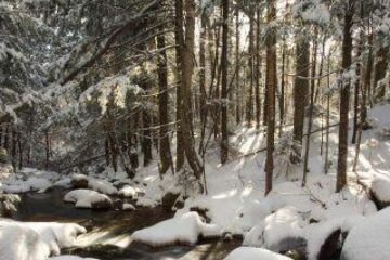 Popular: Ianuarie - Gerar