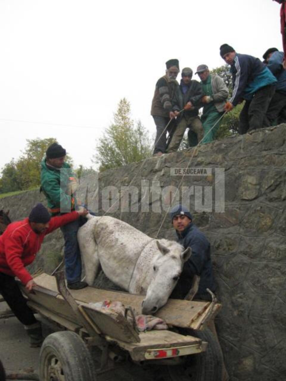Calul care a zăcut trei zile în zona Serpentinelor Calul care a zăcut trei zile în zona Serpentinelor