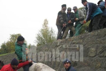 Calul care a zăcut trei zile în zona Serpentinelor