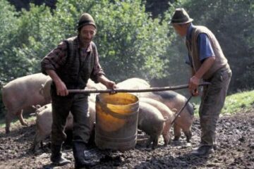 Proiect: Creșterea porcilor în orașe va fi interzisă
