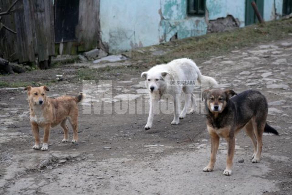 Câinii maidanezi, o problemă pentru suceveni Câinii maidanezi, o problemă pentru suceveni