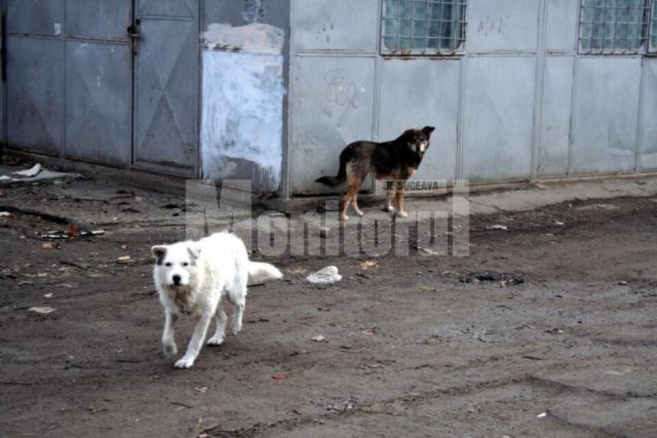 Pericol public: Sucevenii, terorizați de haite de câini vagabonzi