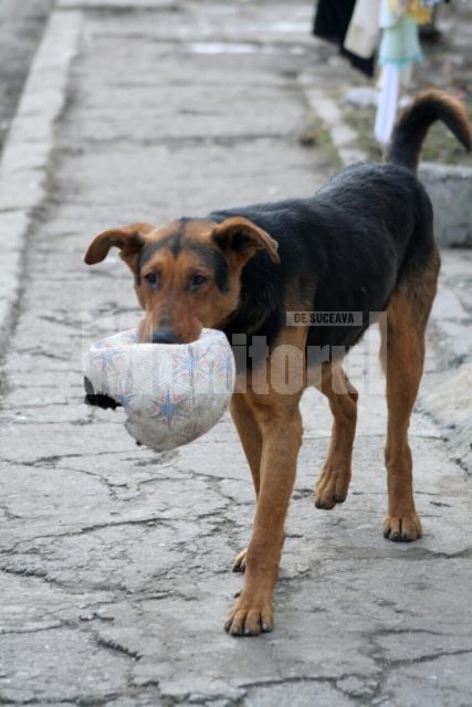 Pericol public: Sucevenii, terorizați de haite de câini vagabonzi