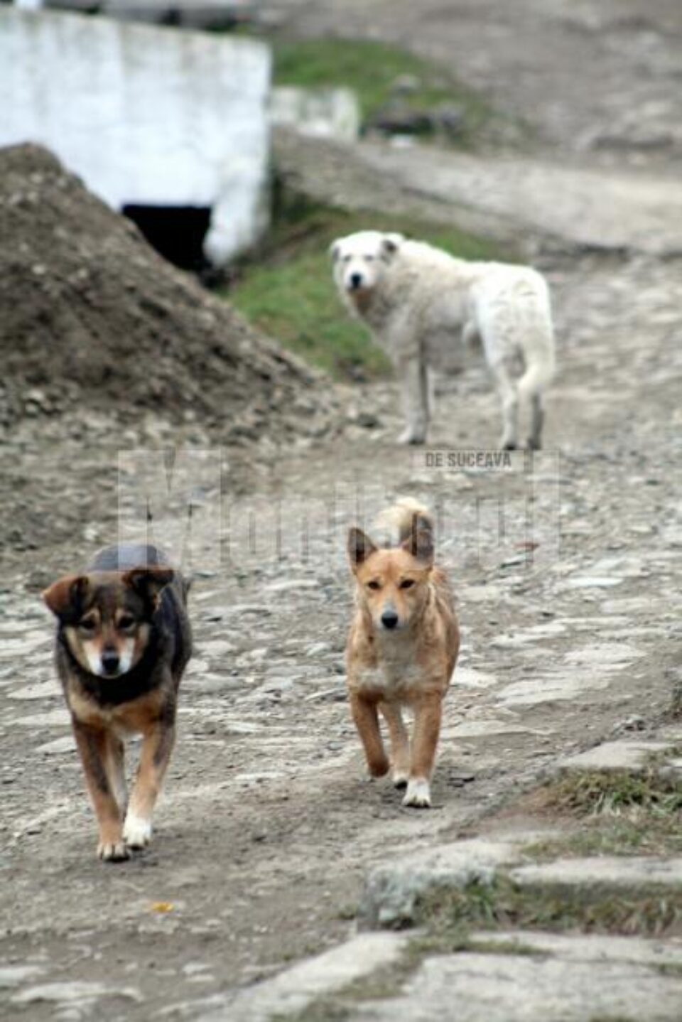 Pericol public: Sucevenii, terorizați de haite de câini vagabonzi
