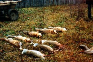 Recompense: 50 de lei, vânătorilor care permit analiza vaccinului la vulpile împușcate