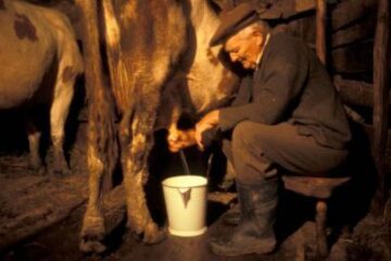 Micii producători se plâng că prețul final al laptelui este dictat de marii procesatori și de comercianți