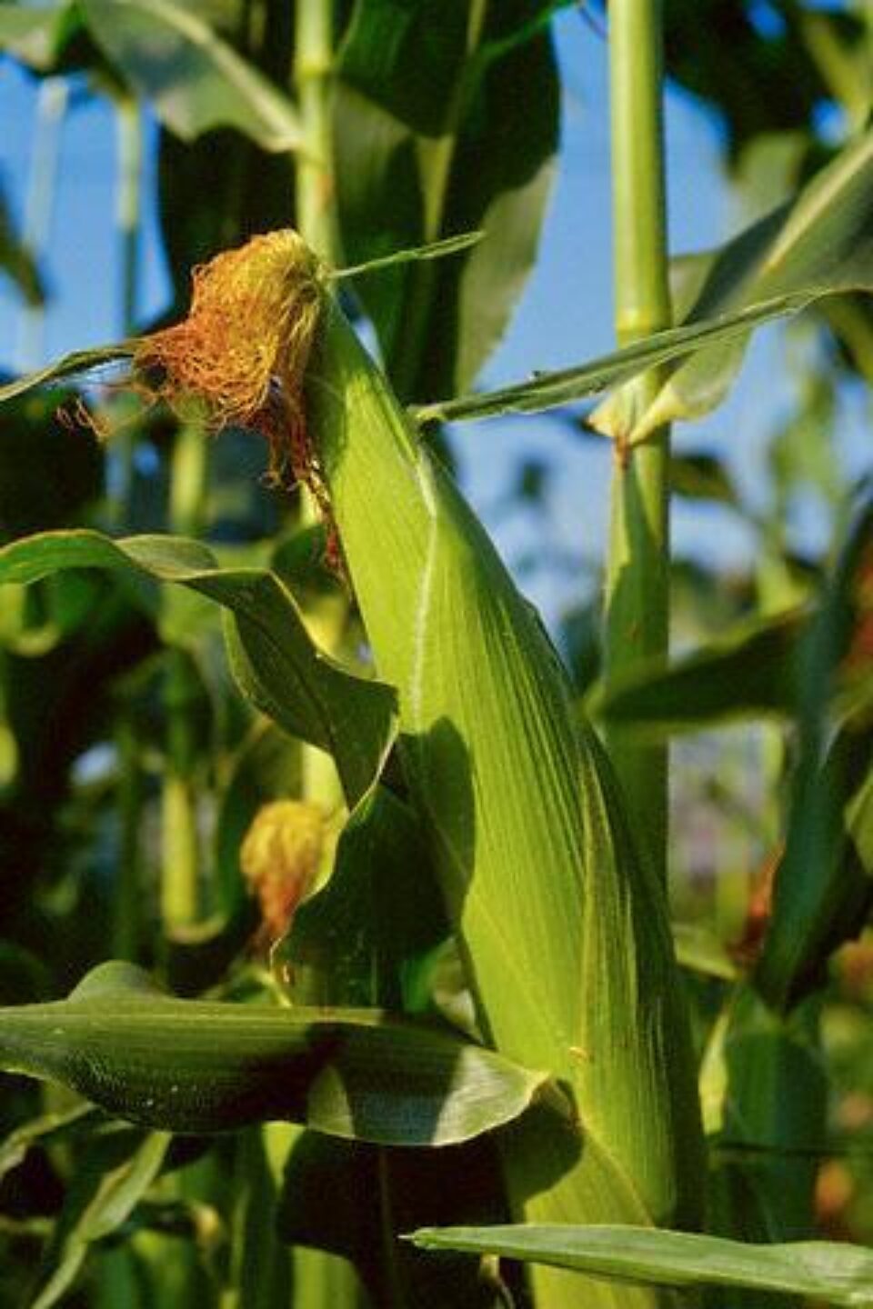 România anticipează creșterea recoltei de porumb în 2008