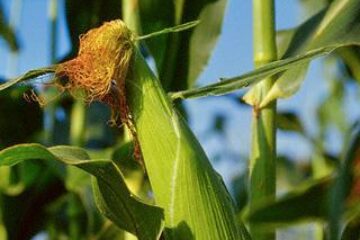 România anticipează creșterea recoltei de porumb în 2008