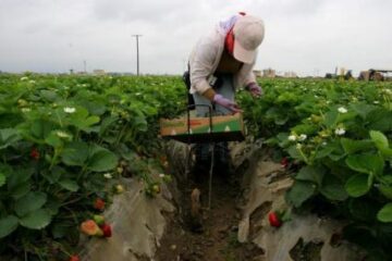 Sucevenii care lucrează in țările UE, interesați de pensiile europene