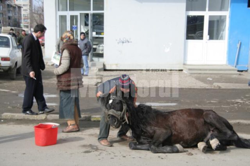 Imagini de coșmar: Cal în agonie, în plină stradă