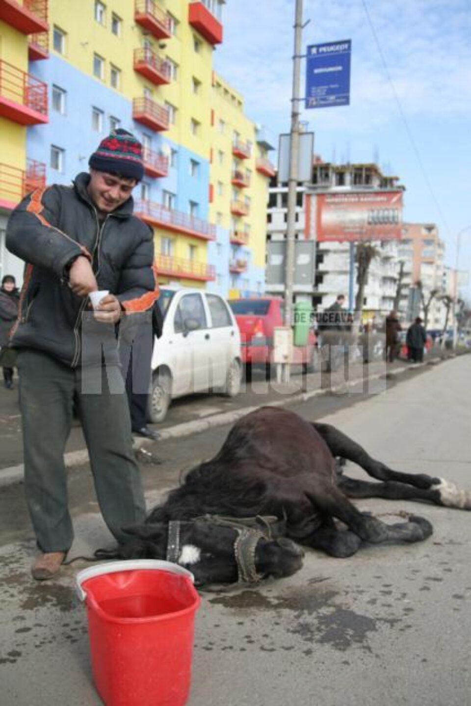 Imagini de coșmar: Cal în agonie, în plină stradă