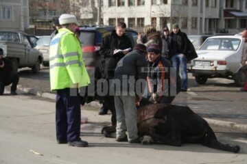 Imagini de coșmar: Cal în agonie, în plină stradă