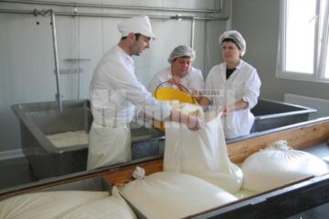 Etapă în fabricarea cașcavalului