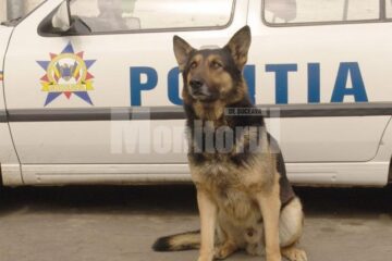 Câinele de urmă Dick