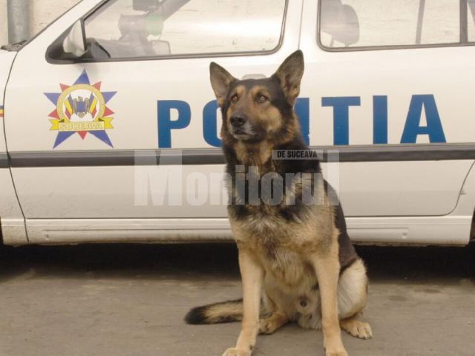 Câinele de urmă Dick